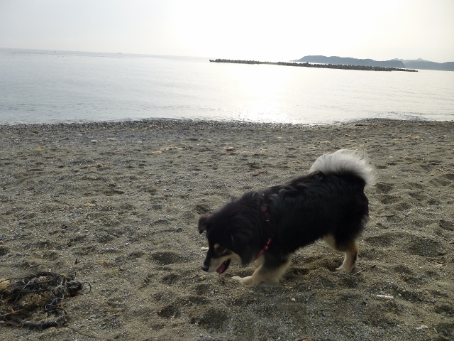 あれはなんですか。 (640x480)