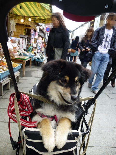 すみれとおはらい町を練り歩く (480x640)