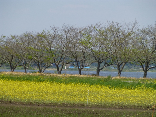 印旛沼です。 (640x480)