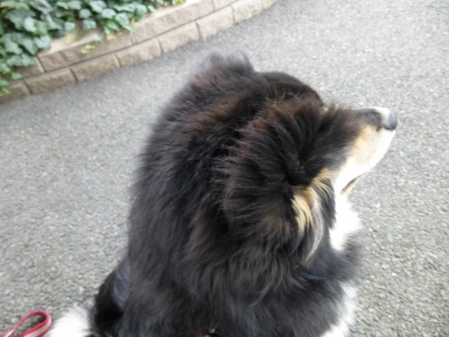 何かに似ている