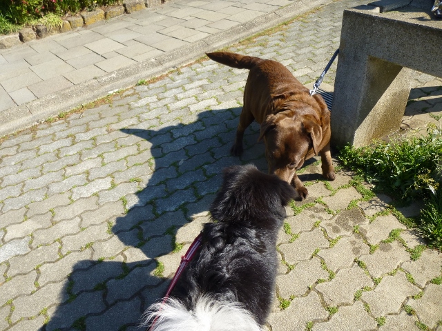 パズル犬