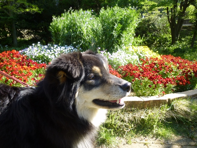 お花がきれいです。