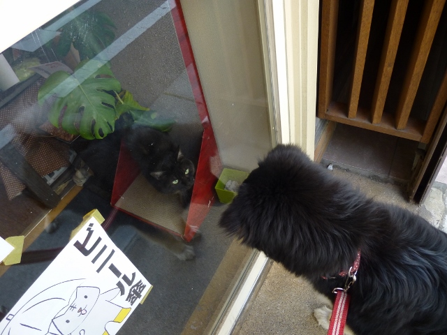 にゃんこさん。こんにちは。すみれですよ。