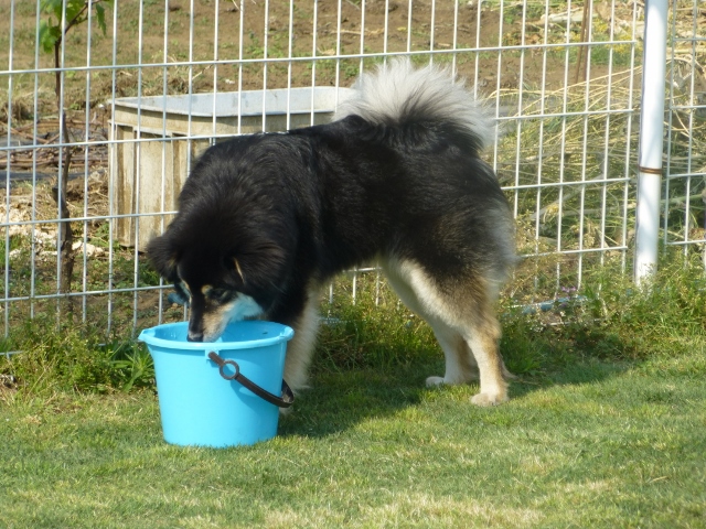 水、水ぅ。