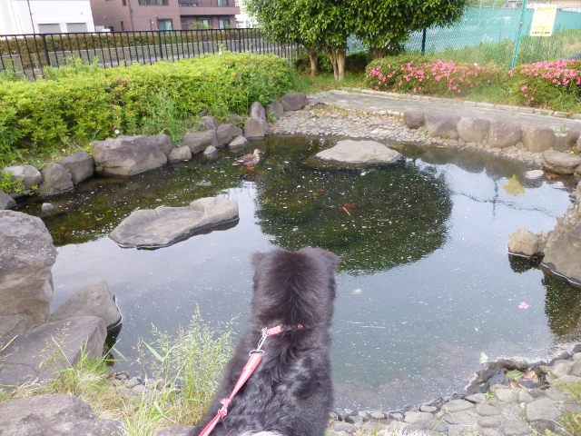 カモちゃんはすみれの手の届かないところに・・・