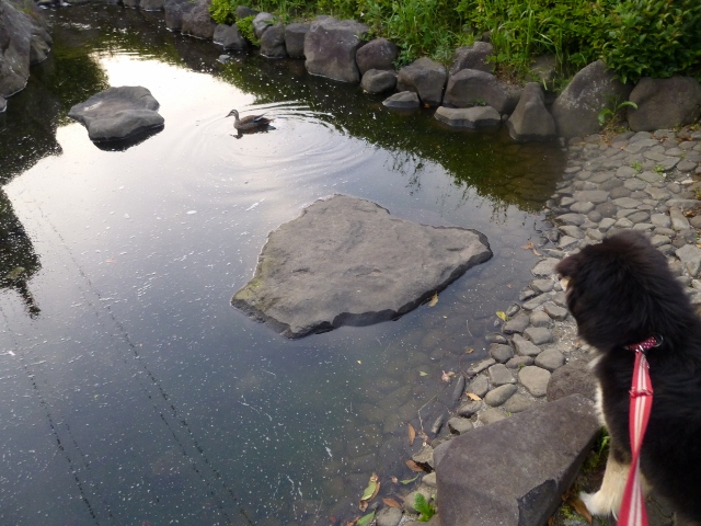 申し訳ありません。犬は苦手カモ。