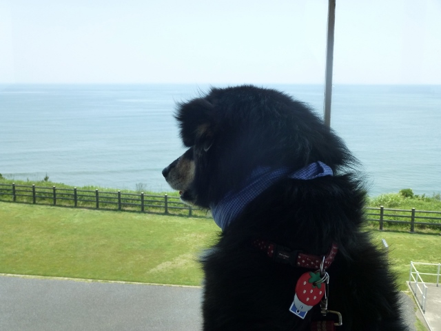 高いところに上ってみました