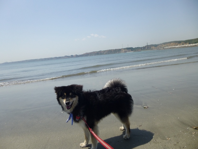 恐竜さんも歩いたのかな
