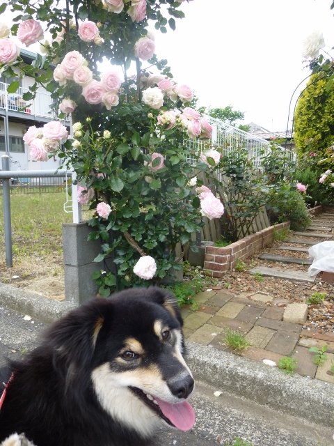 薔薇のアーチ