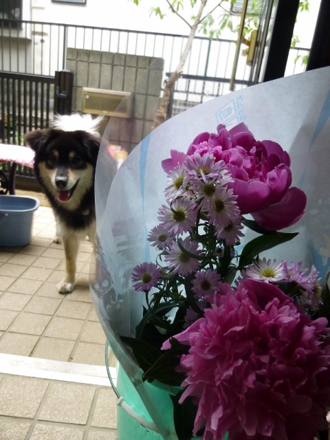 ママのお花なの。