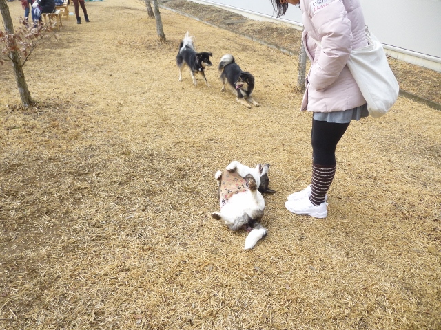 みんなで遊んでいる横でスリスリしてます