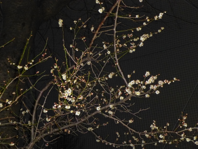 梅の花