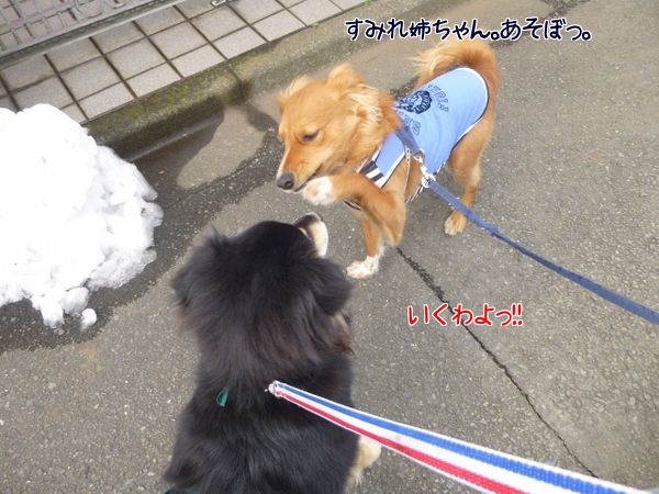 すみれ姉ちゃんと遊ぼう♪
