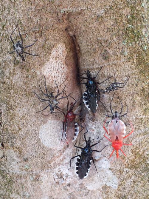 ヨコヅナサシガメ 羽化