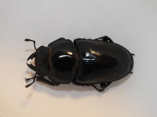 50mm♀