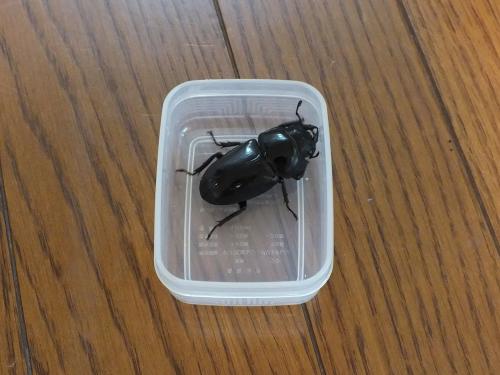 オオクワが見えました!