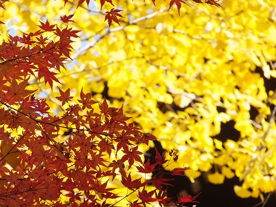 239_20121120201205.jpg