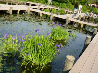 つつじが岡公園(つづき)14