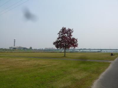 久留米観光(筑後川サイクリング)14