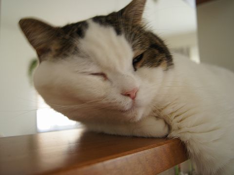 ほっぺが!