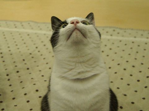 見上げ~