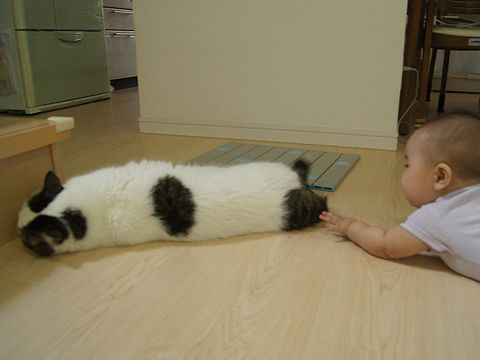 触っちゃおう