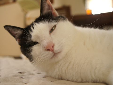 目しぱぁ~