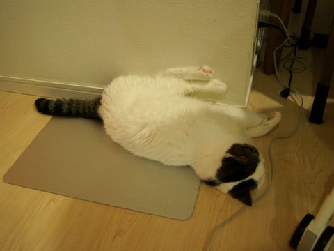 足かわいい