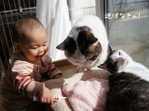 もち逃げる