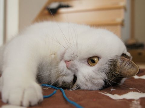 ごろ~ん