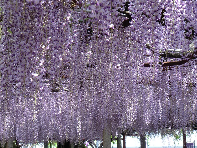 fuji4.jpg