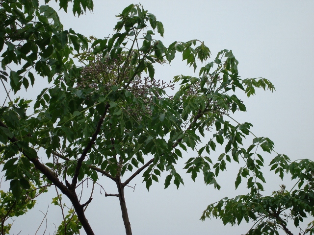 DSC02380 (640x480)