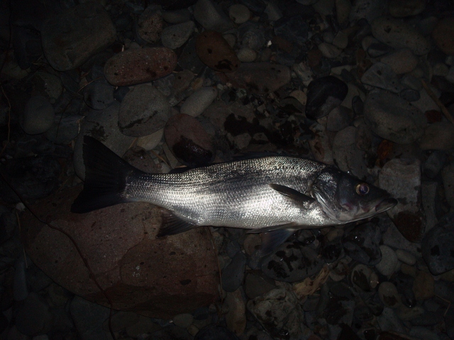 DSC02878 (640x480)