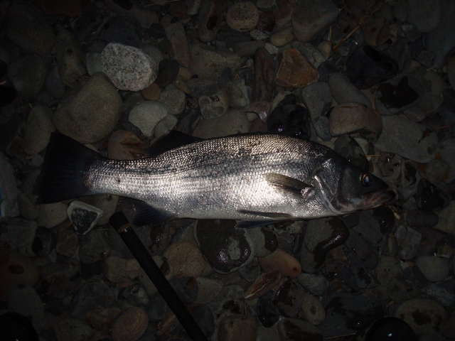 DSC02918 (640x480)