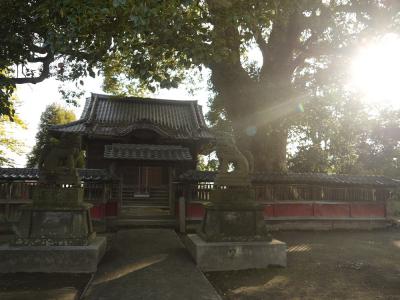南馬場の大樟⑤