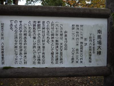 南馬場の大樟①