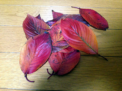 20141123_3.jpg
