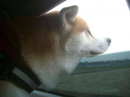 CIMG3910_convert_20121027142601.jpg