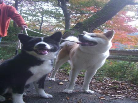 CIMG4163_convert_20121111084711.jpg