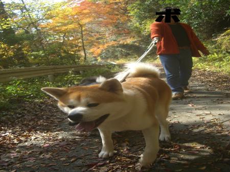 CIMG4180_convert_20121111085122.jpg