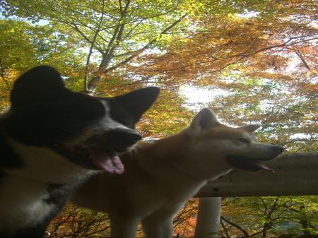 CIMG4184_convert_20121111085203.jpg