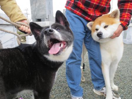 IMG_0088_convert_20130101134538.jpg