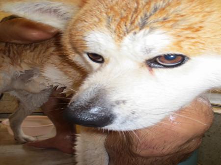 IMG_0820_convert_20130519084037.jpg