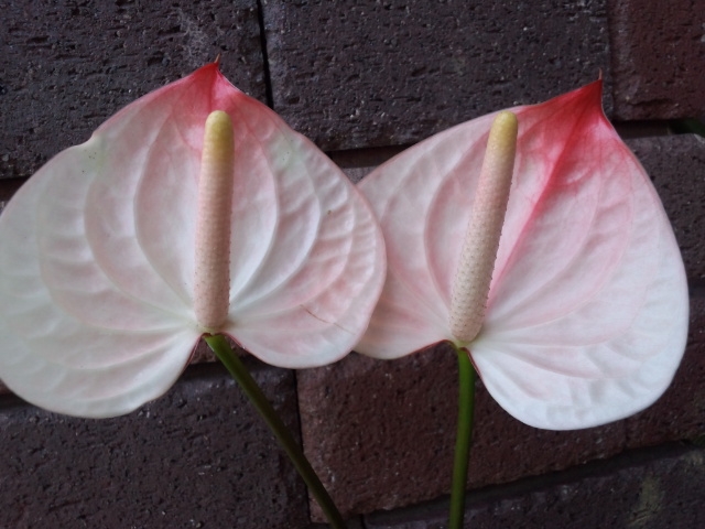 120604-11.jpg