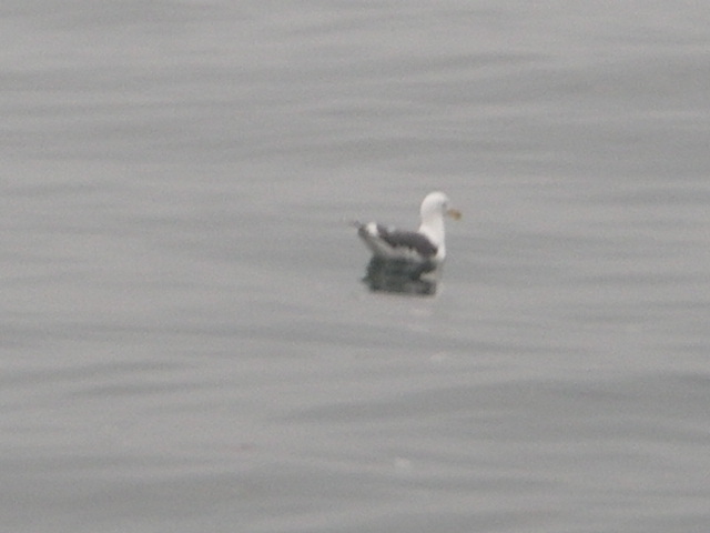 IMGP0040.jpg