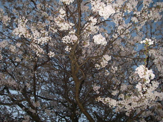 IMGP0076.jpg