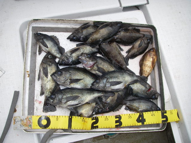 IMGP0120.jpg