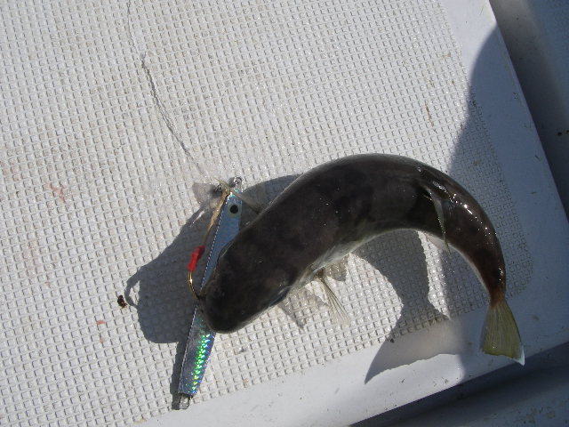 IMGP0130.jpg