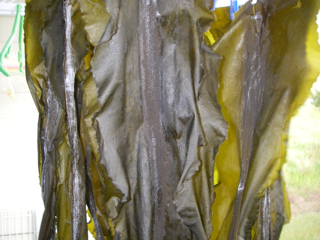 IMGP0222.jpg