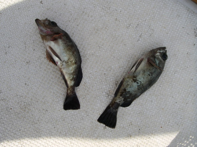 IMGP0642.jpg